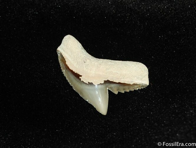 Sweet Fossil Tiger Shark Tooth #204